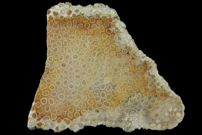 Polished, Fossil Coral Slab - Indonesia #121910